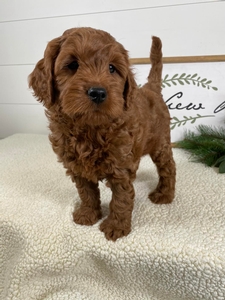 F1 Mini Goldendoodle of  Aspen & Rex